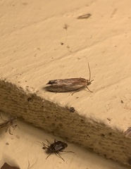 Eucosma radiatana