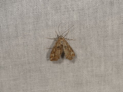 Cataclysta lemnata