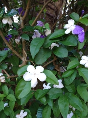 Brunfelsia uniflora