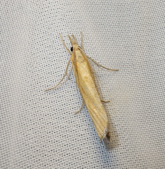 Agriphila tristella