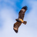 Black-breasted Kite - Photo (c) Julius Simonelli, some rights reserved (CC BY-NC), uploaded by Julius Simonelli
