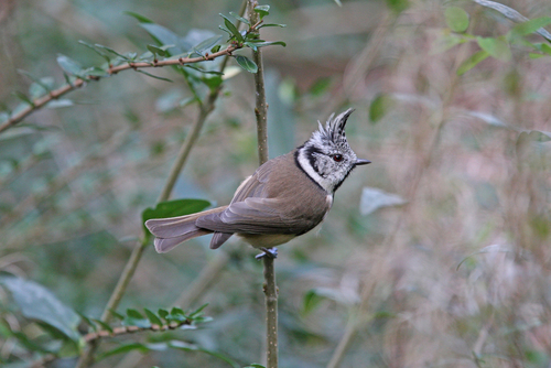 Herrerillo capuchino (Lophophanes cristatus)