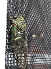 Neotibicen latifasciatus