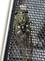 Neotibicen latifasciatus
