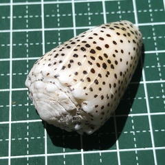 Conus pulicarius