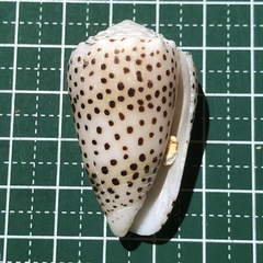 Conus pulicarius