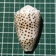 Conus pulicarius