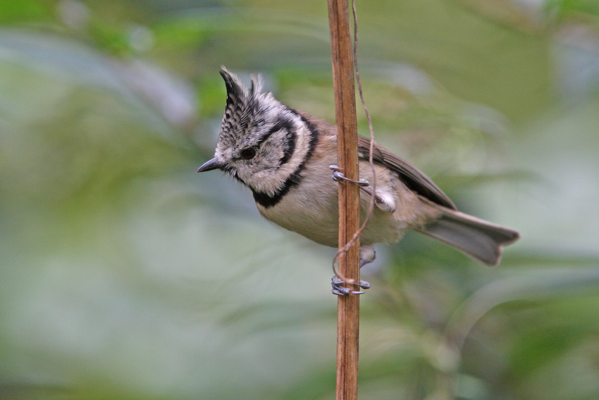 Crested Tit (Lophophanes cristatus)