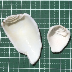 Conus striatus