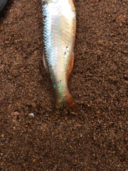 Devario