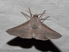 Oenochroma subustaria