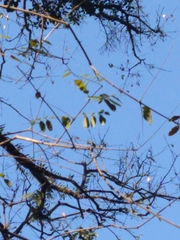 Tipuana tipu