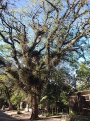 Tipuana tipu