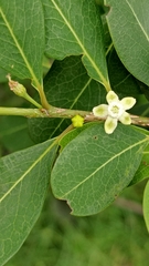 Erythroxylum monogynum