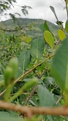 Erythroxylum monogynum
