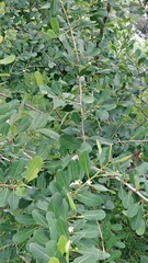 Erythroxylum monogynum