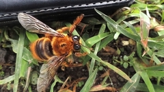 Xylocopa tranquebarica