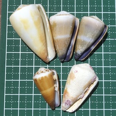 Conus planorbis