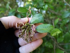 Eriophyes paratrophis