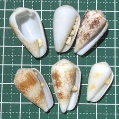 Conus omaria