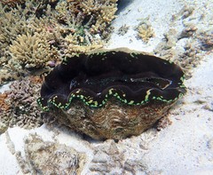 Tridacna derasa