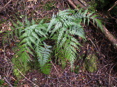 Asplenium appendiculatum appendiculatum