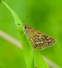 Taractrocera maevius