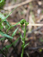 Asplenium appendiculatum appendiculatum