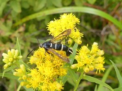 Synanthedon sigmoidea