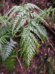 Asplenium appendiculatum appendiculatum