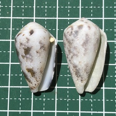Conus striolatus