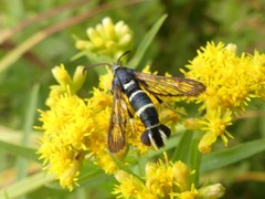 Synanthedon sigmoidea