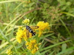 Synanthedon sigmoidea