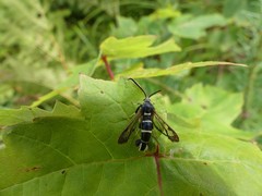 Synanthedon sigmoidea