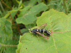 Synanthedon sigmoidea