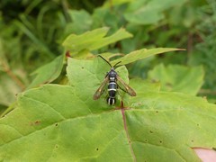 Synanthedon sigmoidea