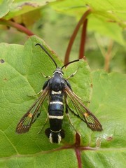 Synanthedon sigmoidea