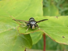 Synanthedon sigmoidea