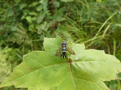 Synanthedon sigmoidea