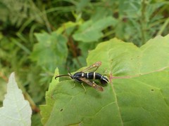 Synanthedon sigmoidea