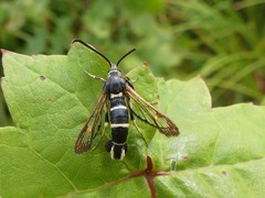 Synanthedon sigmoidea