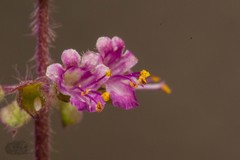 Ocimum tenuiflorum