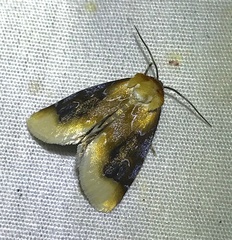 Chrysoecia scira