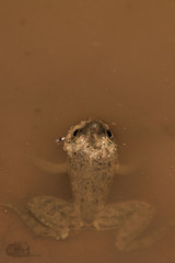 Euphlyctis cyanophlyctis