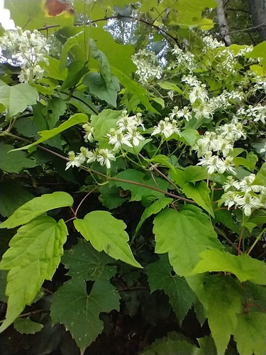 Clematis virginiana