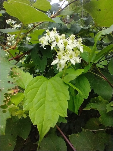 Clematis virginiana