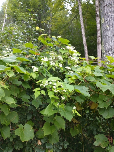 Clematis virginiana