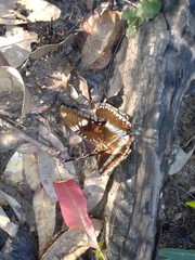 Hypolimnas bolina nerina