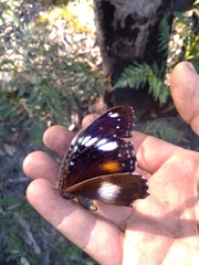 Hypolimnas bolina nerina