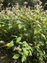 Koenigia campanulata